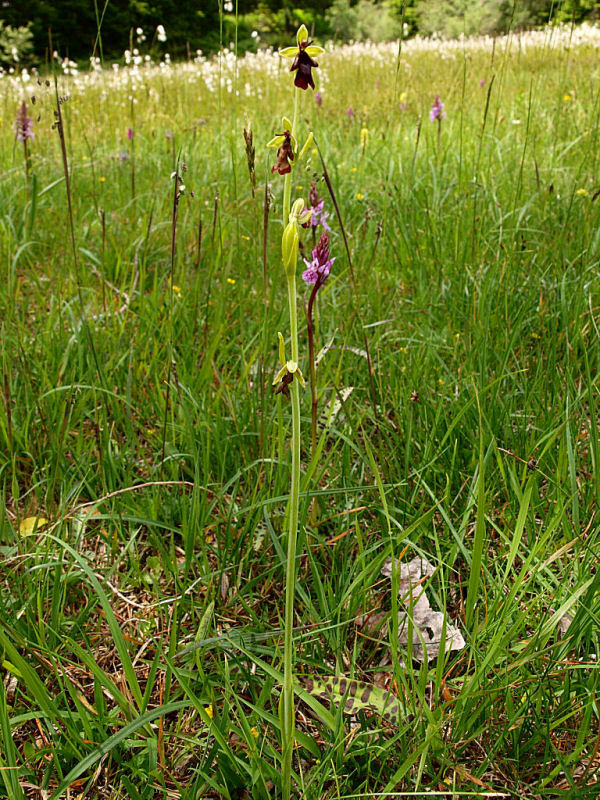 Ophrys insectifera